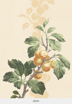 Prunus