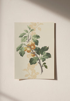 Prunus Muestra
