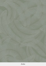Plumes